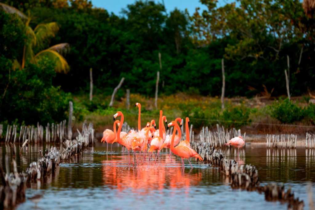 RivieraYucat-n-Fauna-Flamingos-DzilamdeBravo-01-1024x683